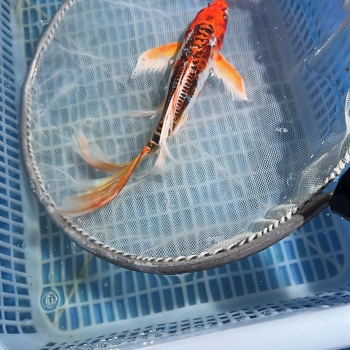 锦鲤锦鲤锦鲤锦鲤锦鲤