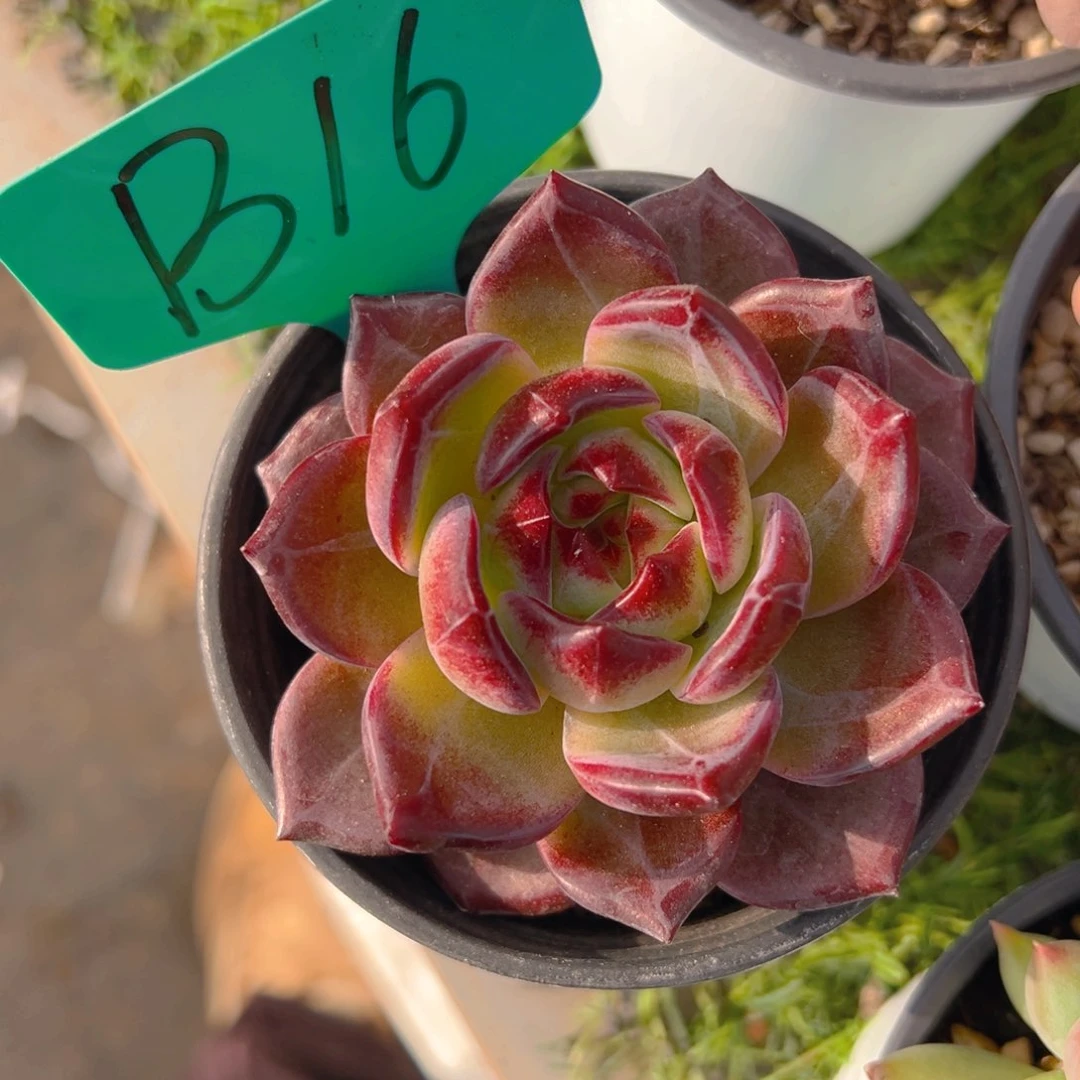 福利来啦打榜啦打榜啦打