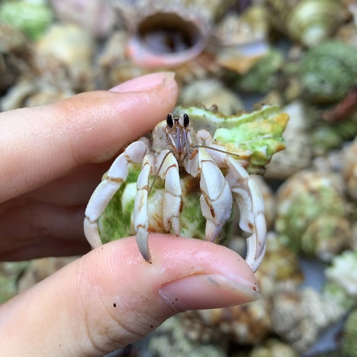 28b通体白不里不拉