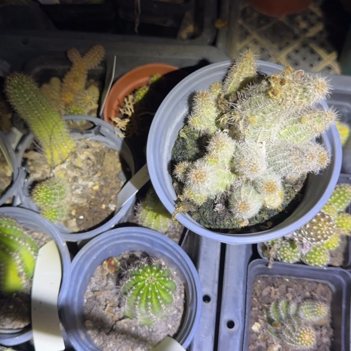 随***安白檀仙人掌52白檀661