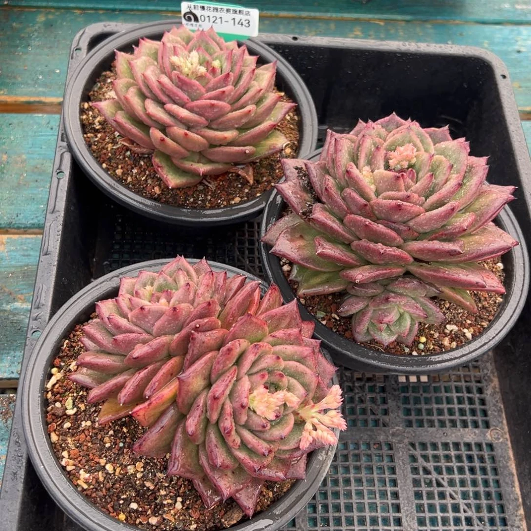 从前慢多肉精选编号0121.143