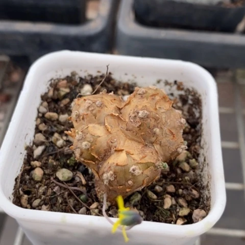 格加厚顿菊3仙人球