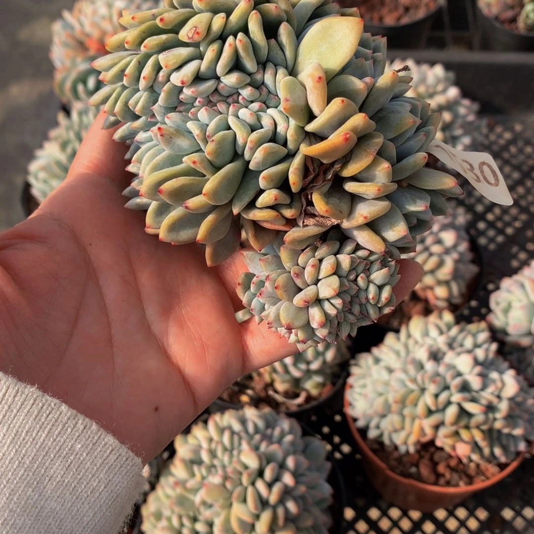 ?***?1530缀在美国市场推出新