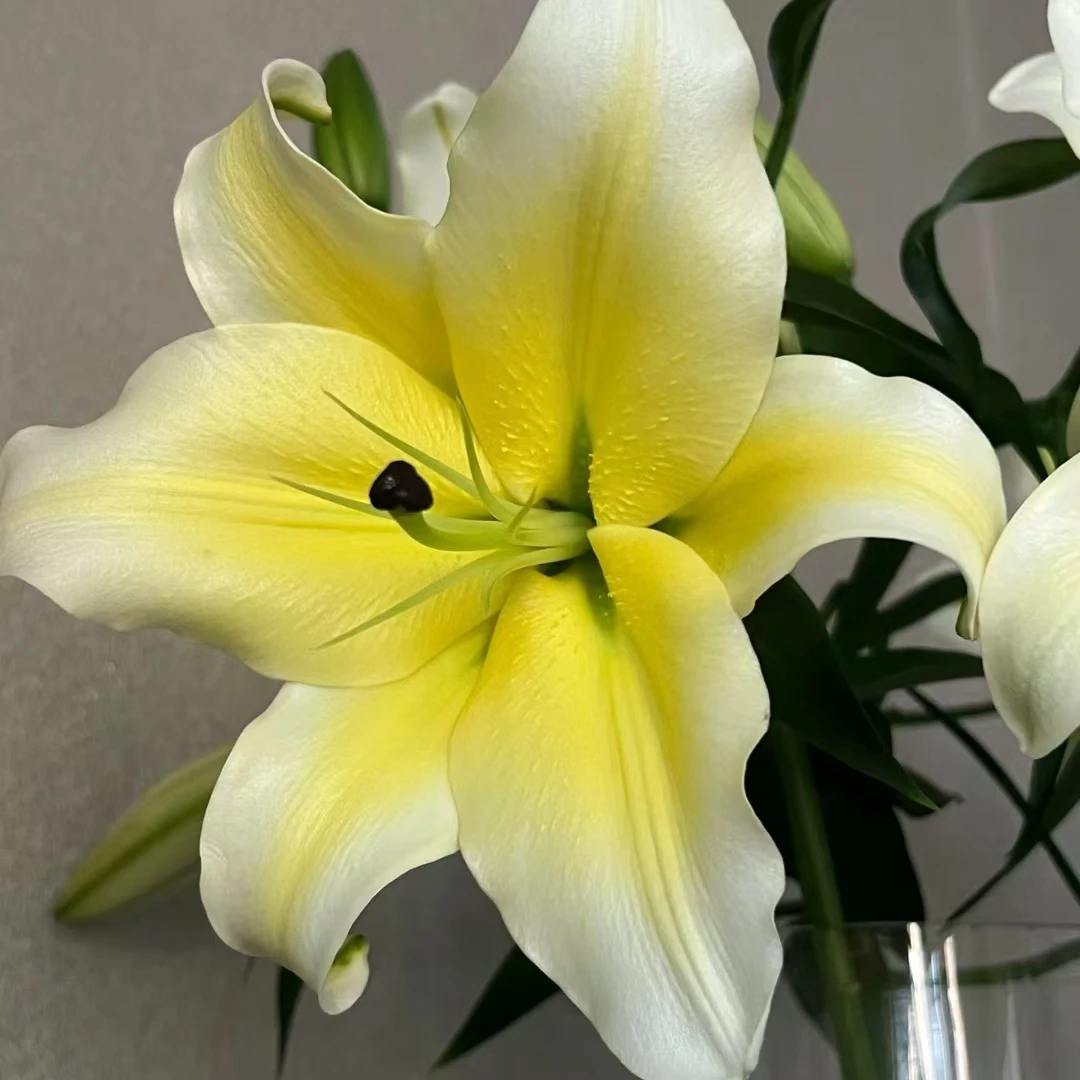 【云上花卉】黄天霸香水百合 任意2单鲜花包邮 发货后不支持退款