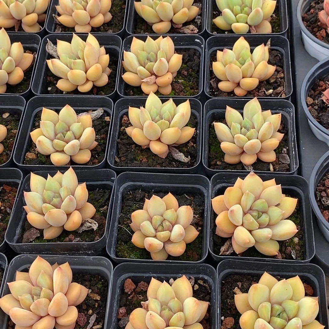 金汇园艺，团红象牙单头