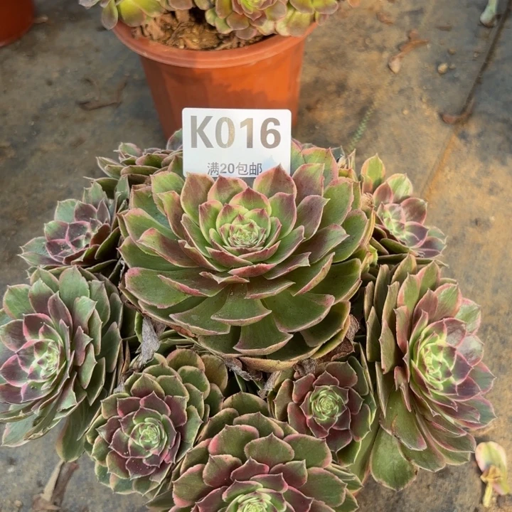 瑞妈多肉植物016 ..