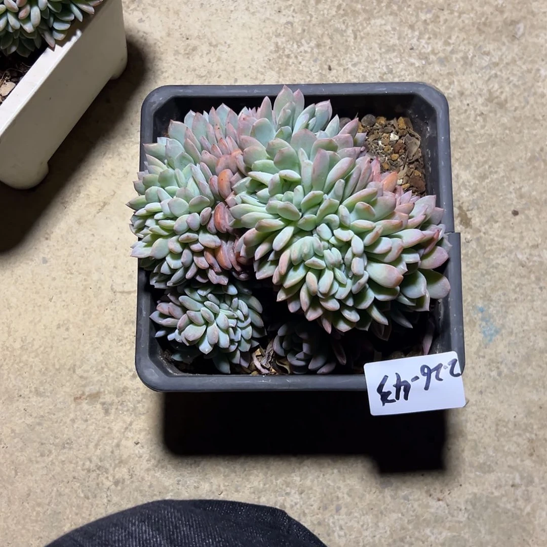 Q*生226-43全明星缀化多肉寄养