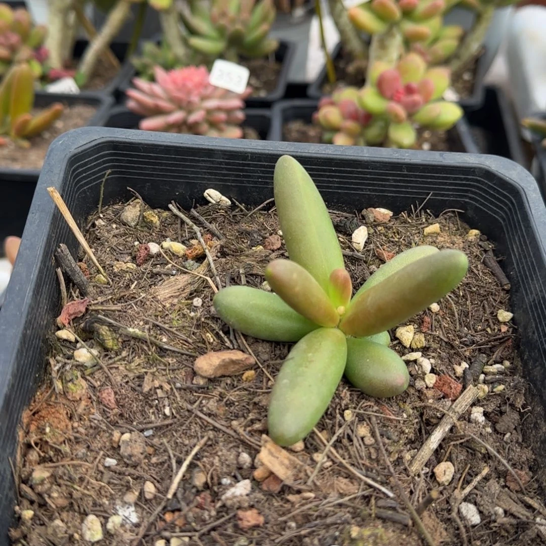 492号一物一拍一物一拍