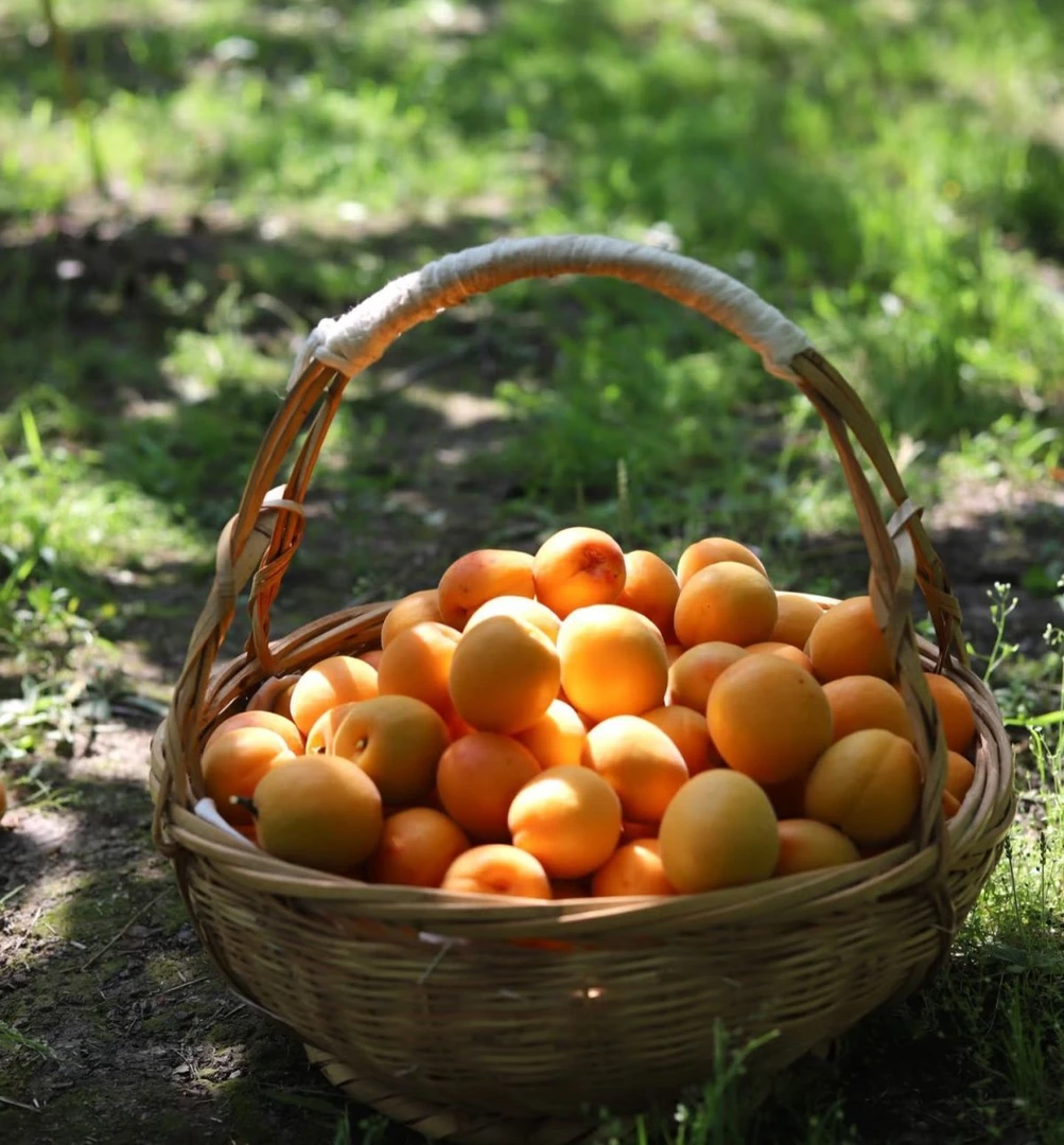新开店铺大促保定应季头茬贵妃红大黄杏新鲜水果酸甜可口