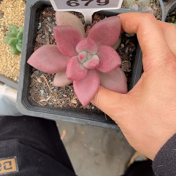 多肉植物赫菲虞679