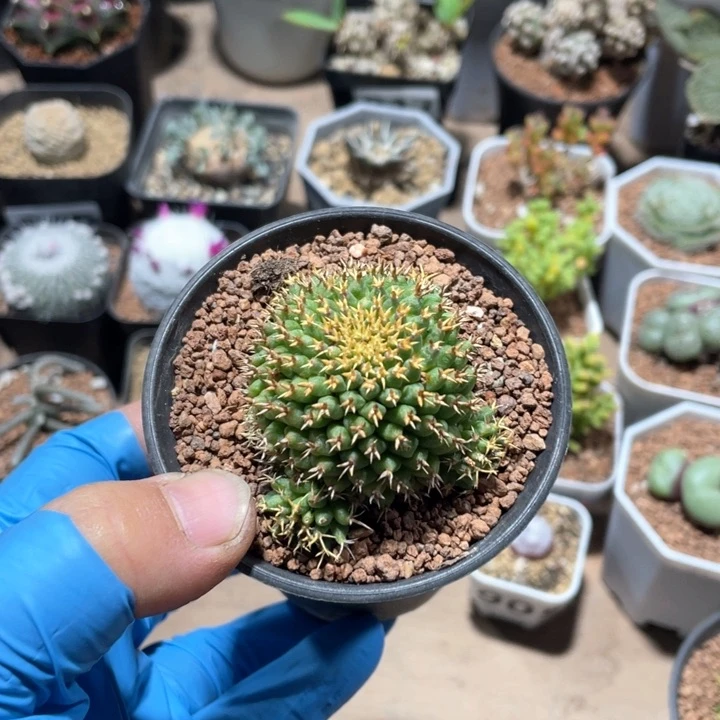 125短豪刺琴丝仙人球