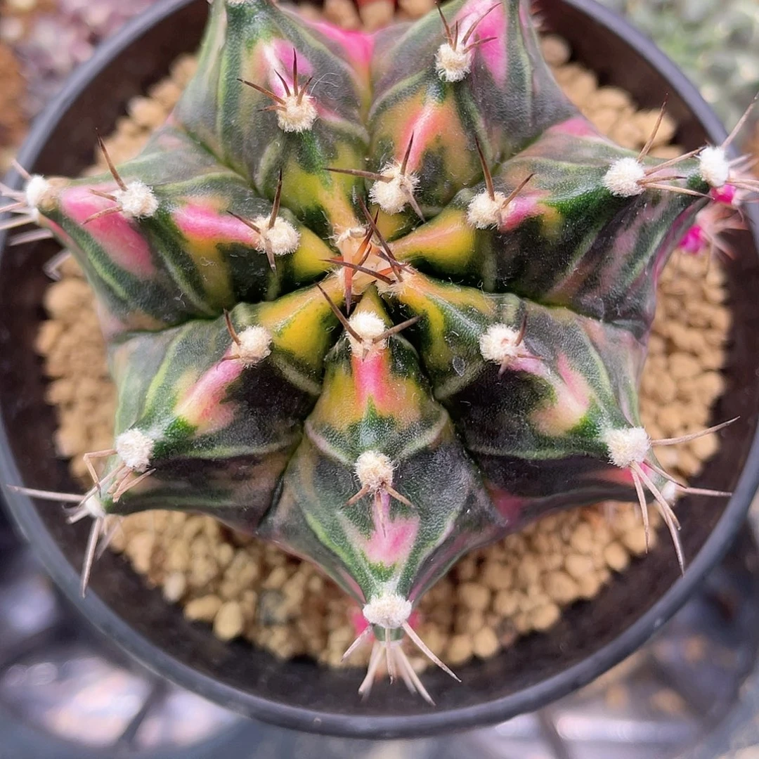 1-95米哈锦6.8厘米