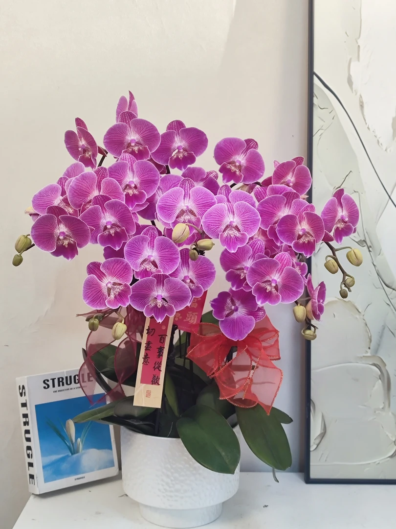 蝴蝶兰 【聚宝橘子】真花 秋冬耐寒花卉 四季开花 多样性发货