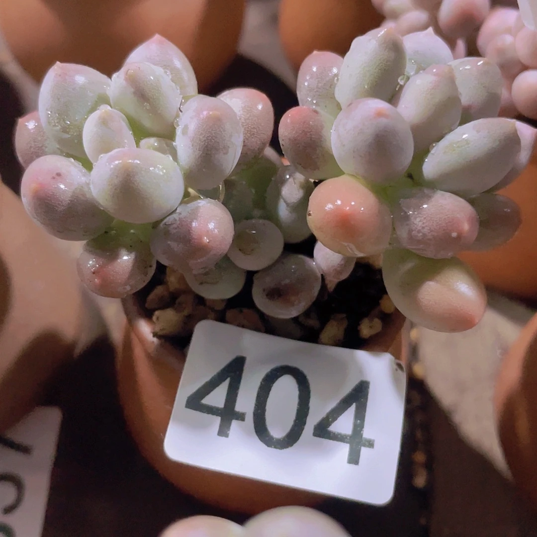 溜溜球多肉多肉多