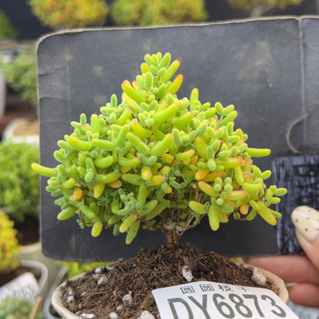 【闪购商品】dy6873蜜橘糖球冠幅7cm