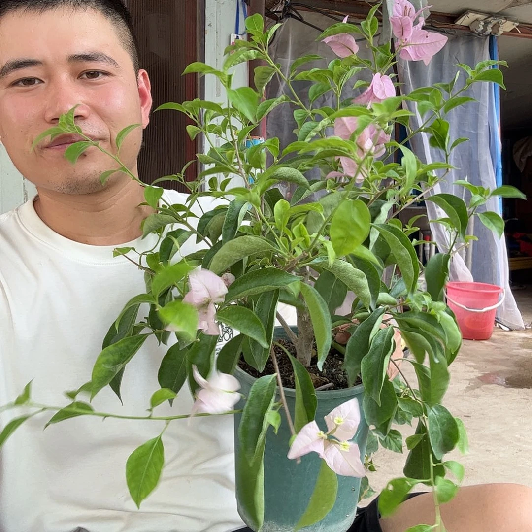 无花朵三角梅40号