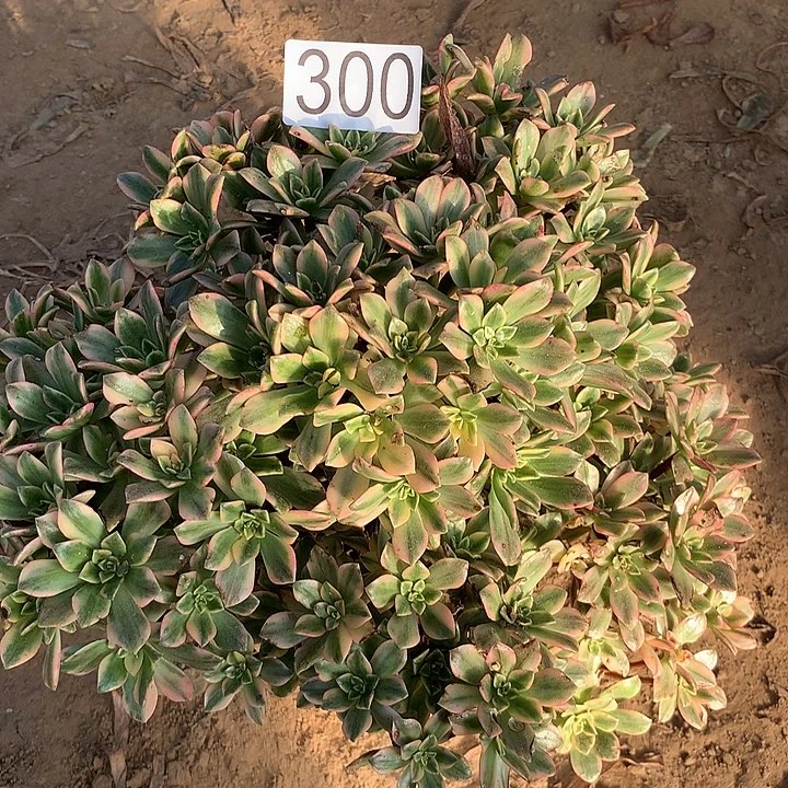 无花朵300甜茶多肉