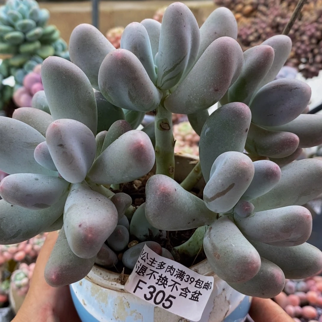 305米可奶酪15cm多肉