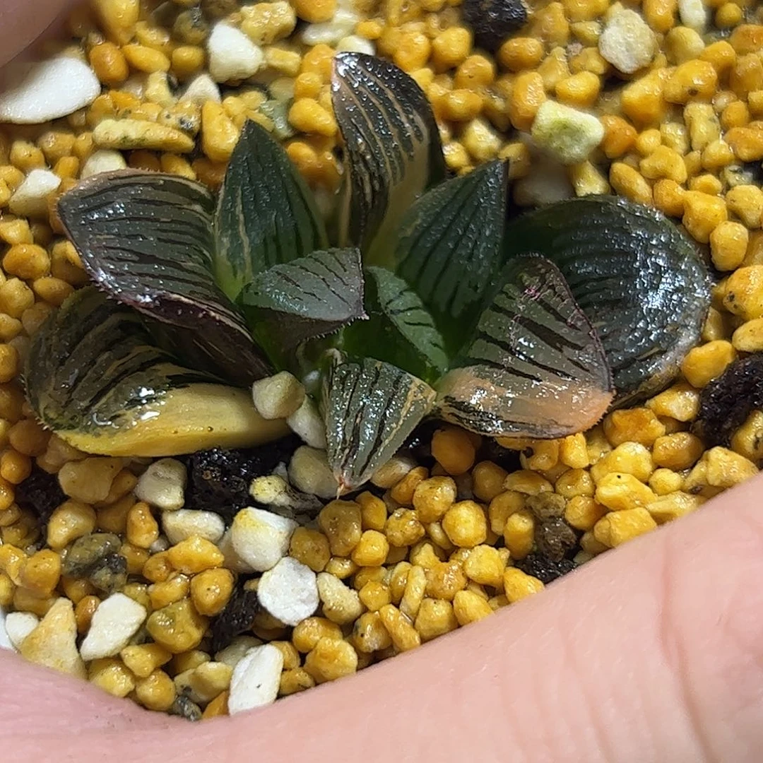 夜想之森锦十二卷多肉