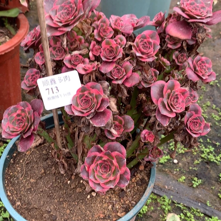 弘***选713玫瑰多肉植物特价