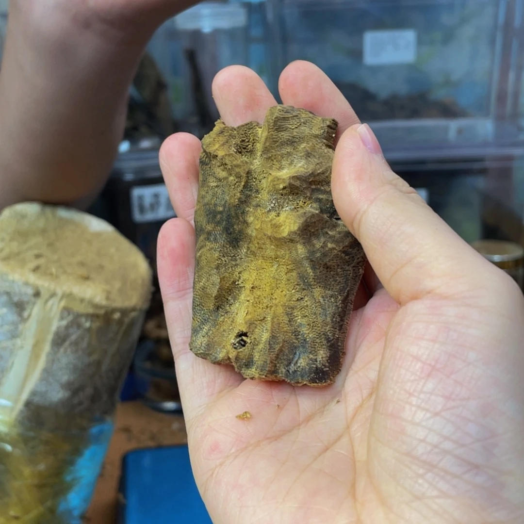 沉香碎屑沉香10克板头83