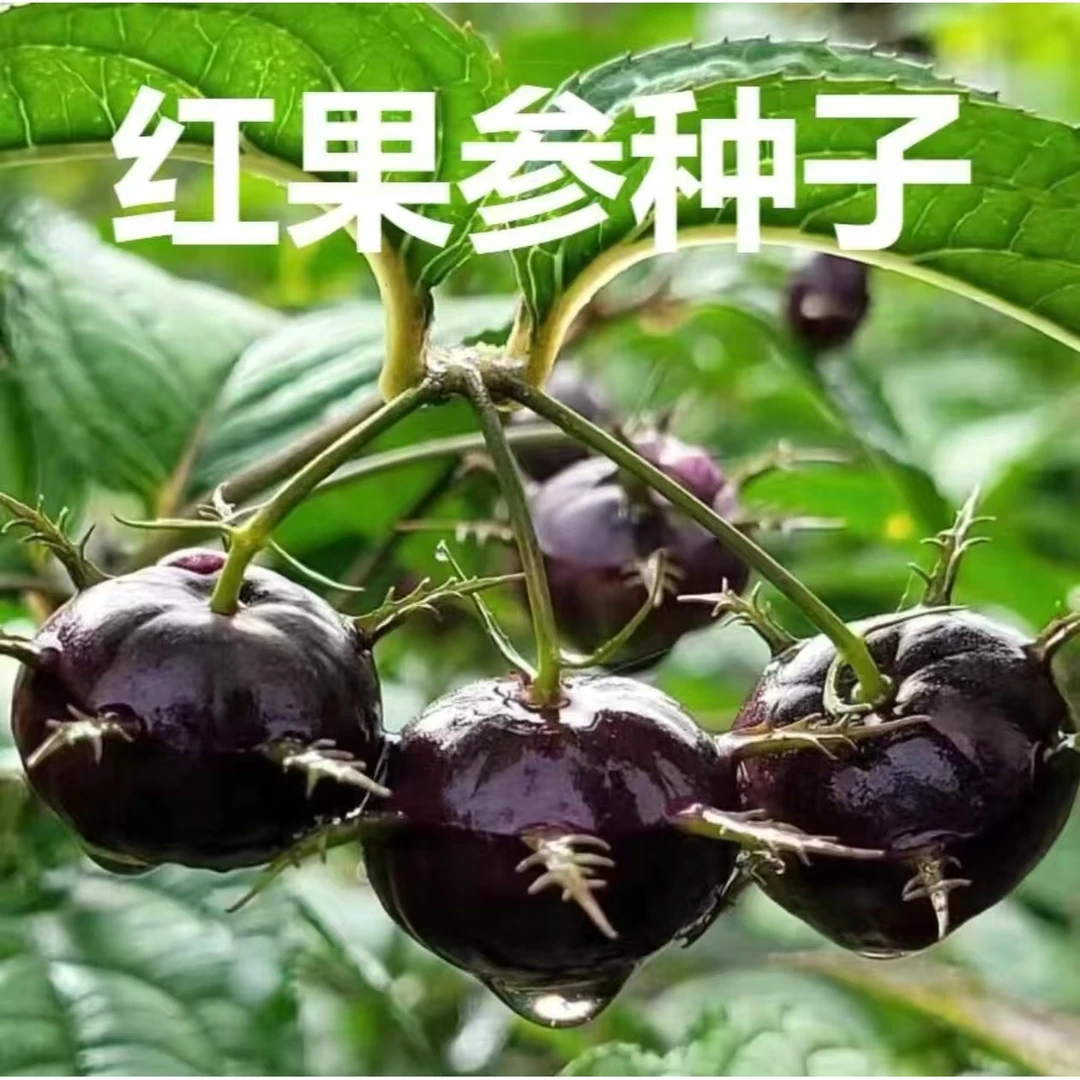【红果参种子】家庭阳台小院盆栽地栽四季种植