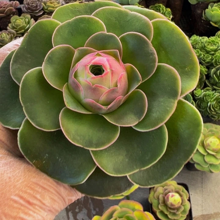 安*姐山地玫瑰星辰玫瑰