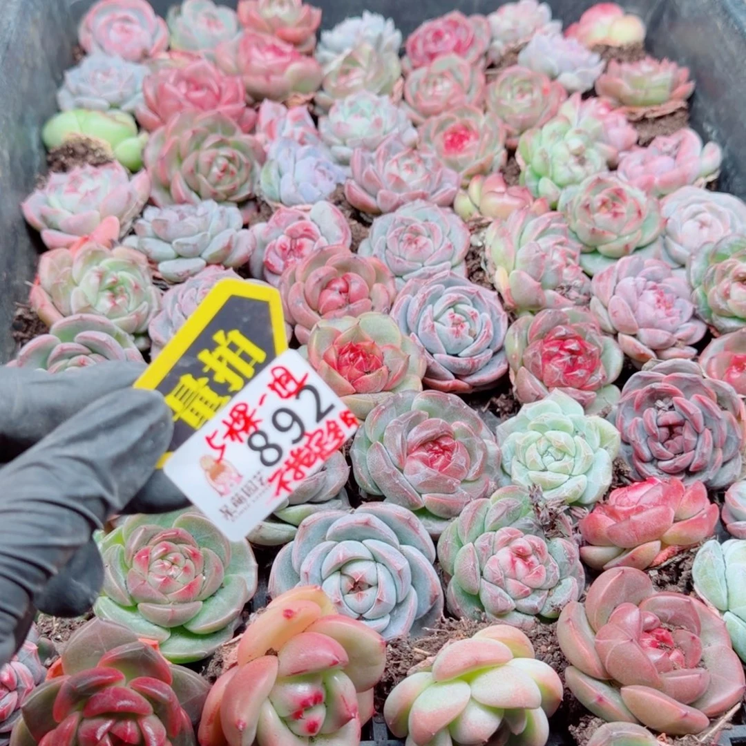 多肉植物多肉植物