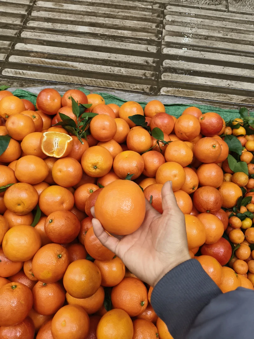 贵州户外赶集血橙子