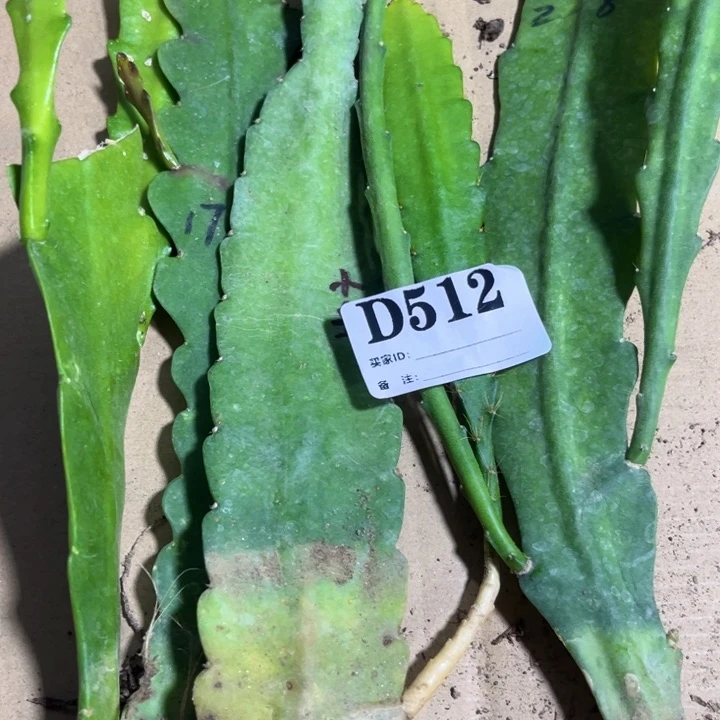 当前无花栽培后可以开花512