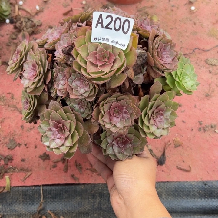 桃花石多肉植物200.