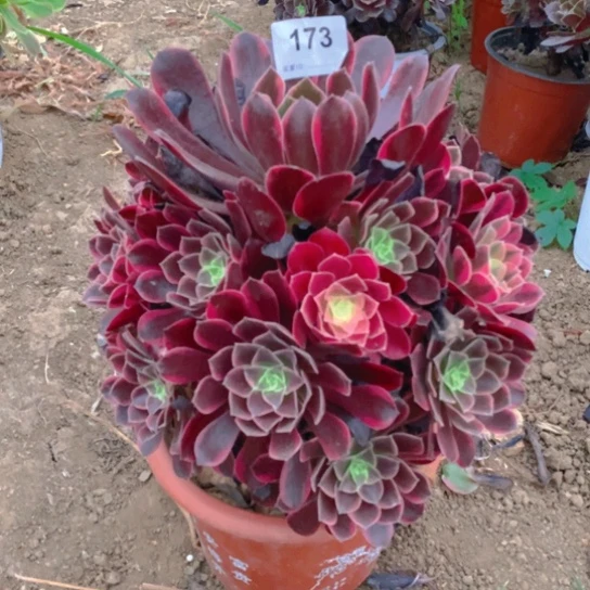 无花朵173多肉植物金丝雀