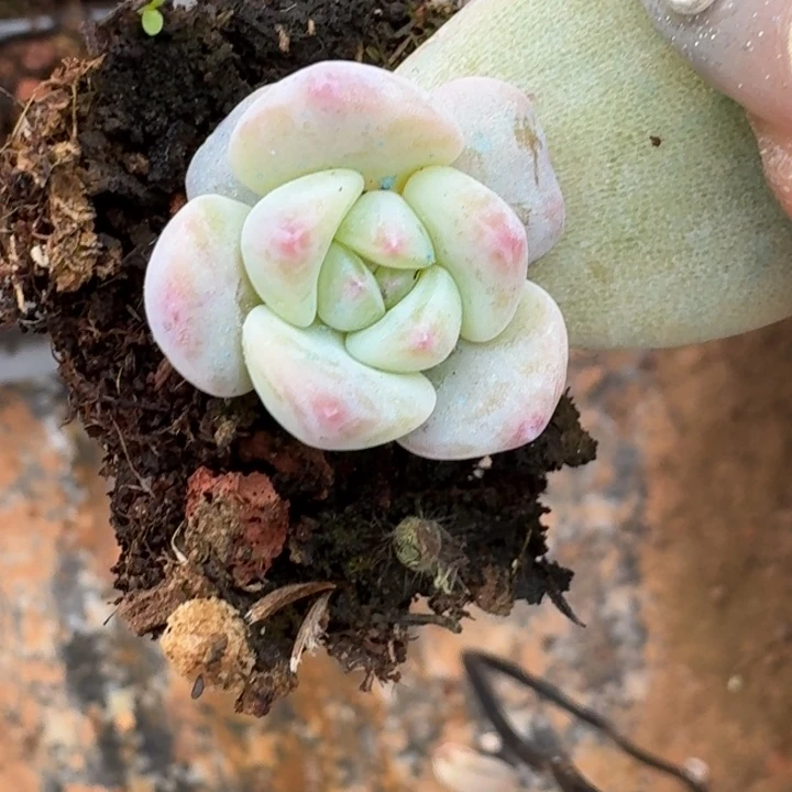 星影一物一拍好看