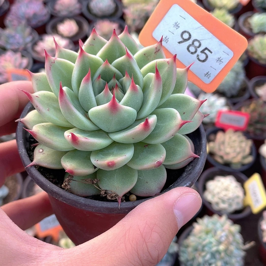 托斯卡985号多肉植物