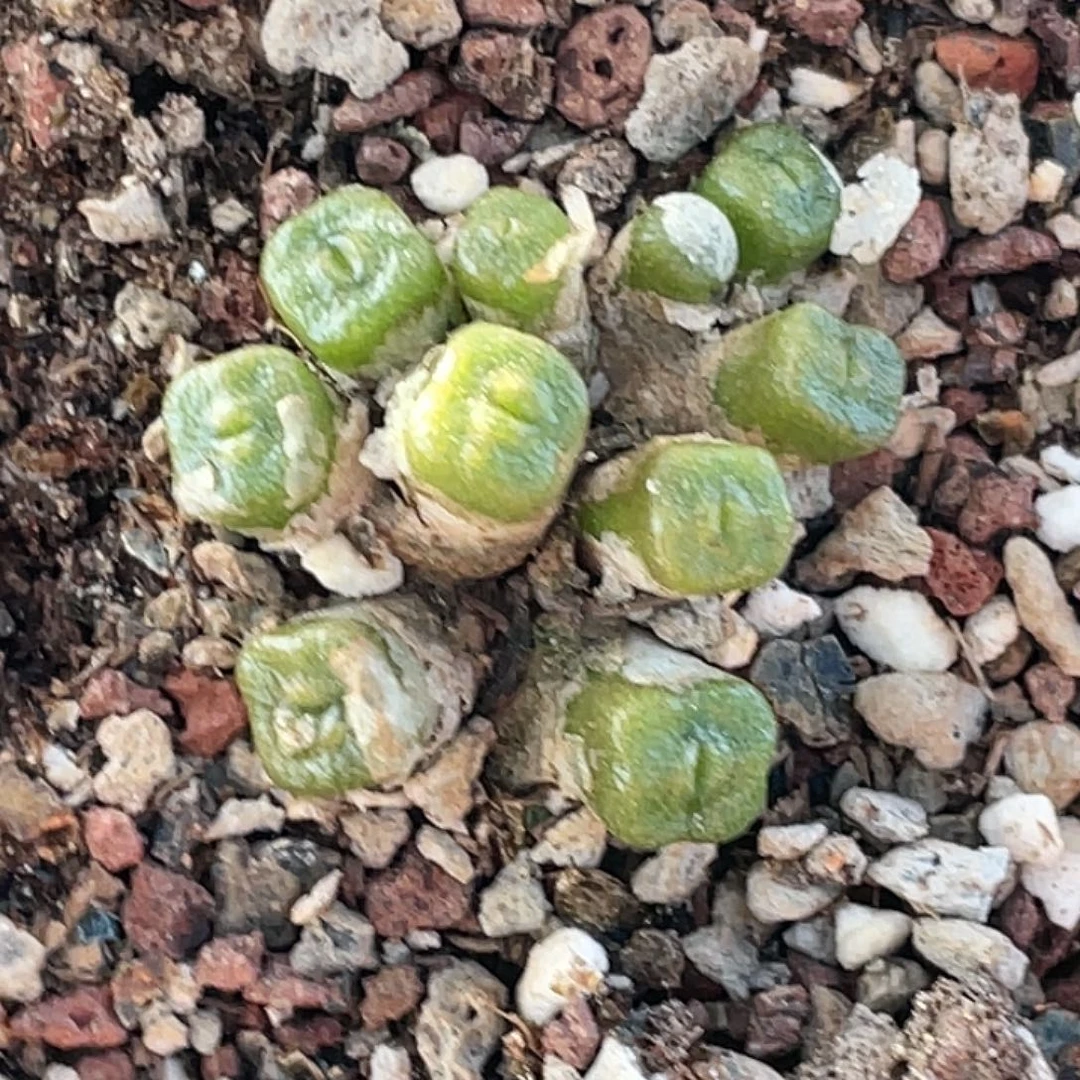 25-134方糖多肉植物
