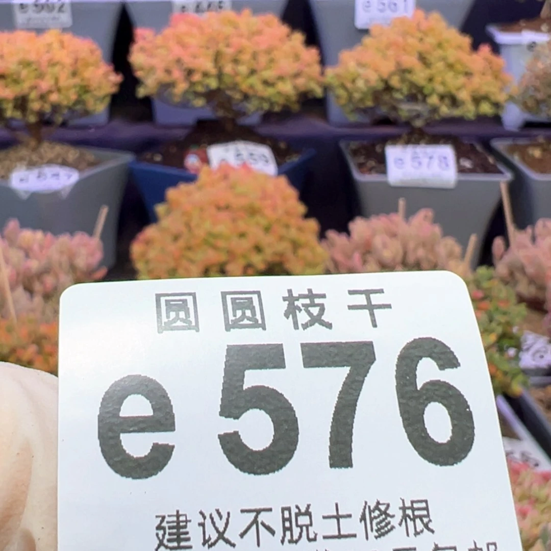【闪购商品】蕉****.e576只要钻石杂的切糕