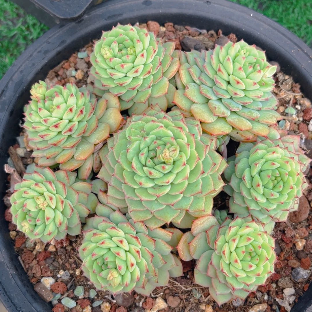 熊猫脸88888888888