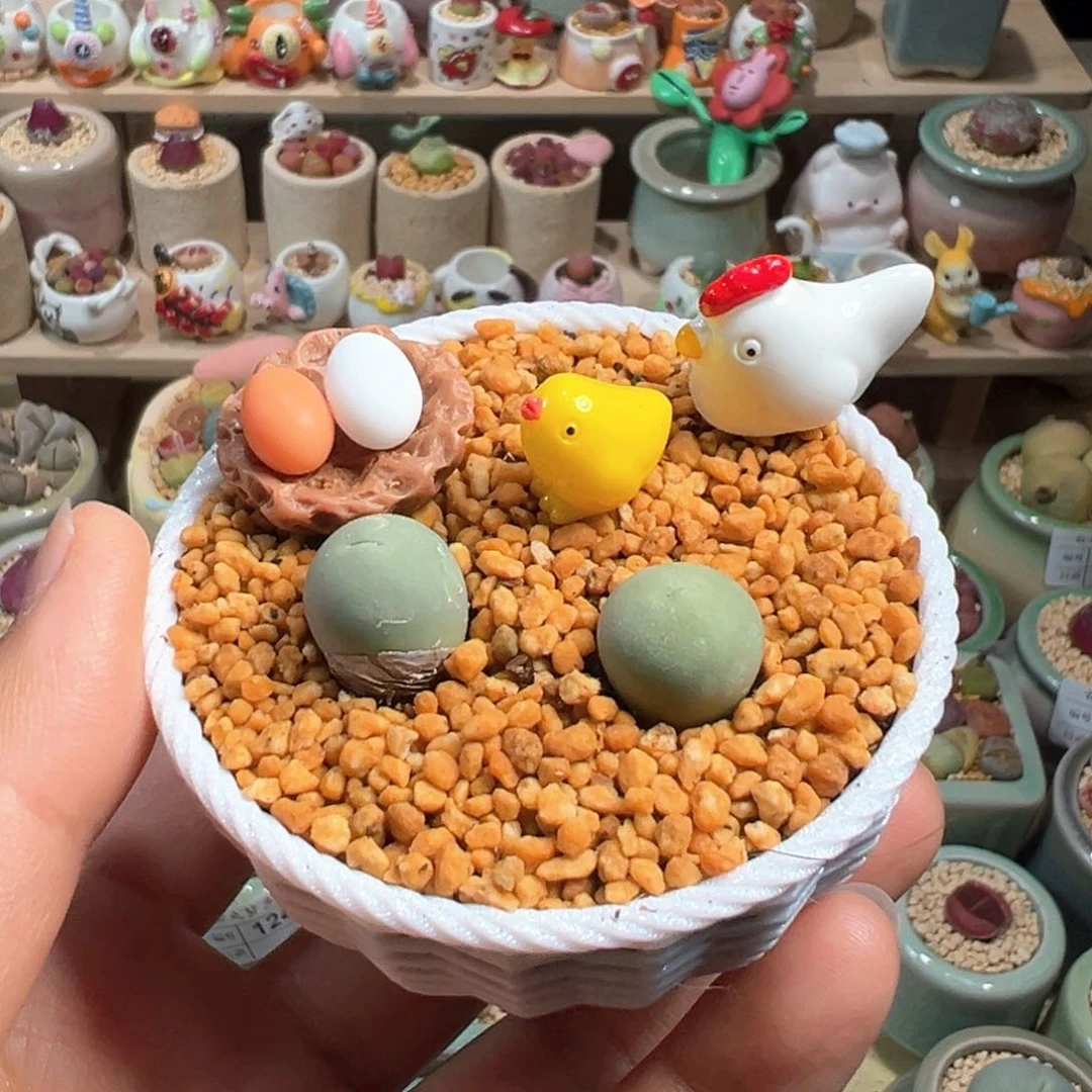 多肉植物127号鸽子蛋