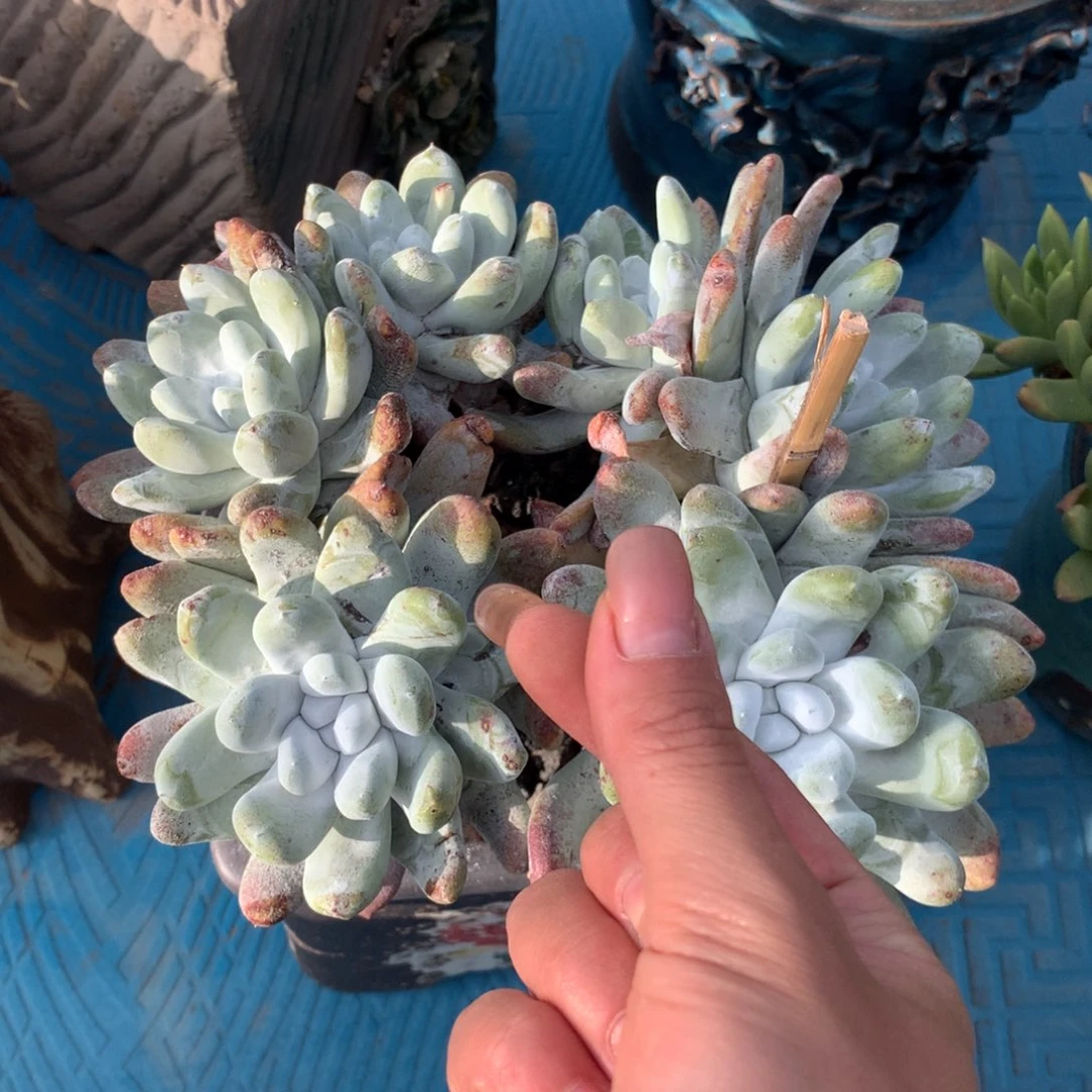 无花朵布**猫2800，哇啦塞么么哒
