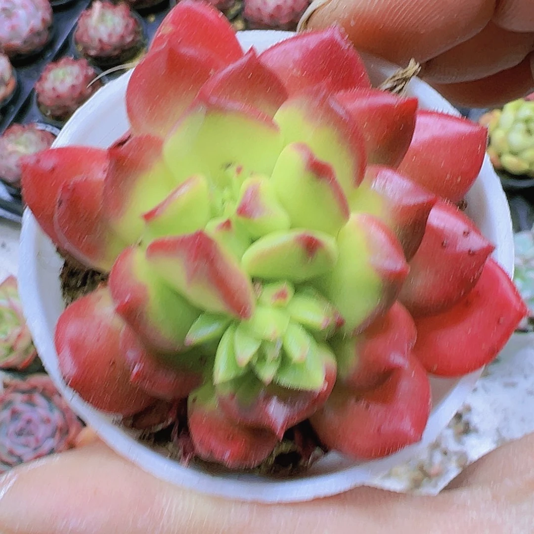 红灯笼带盆带土19包邮