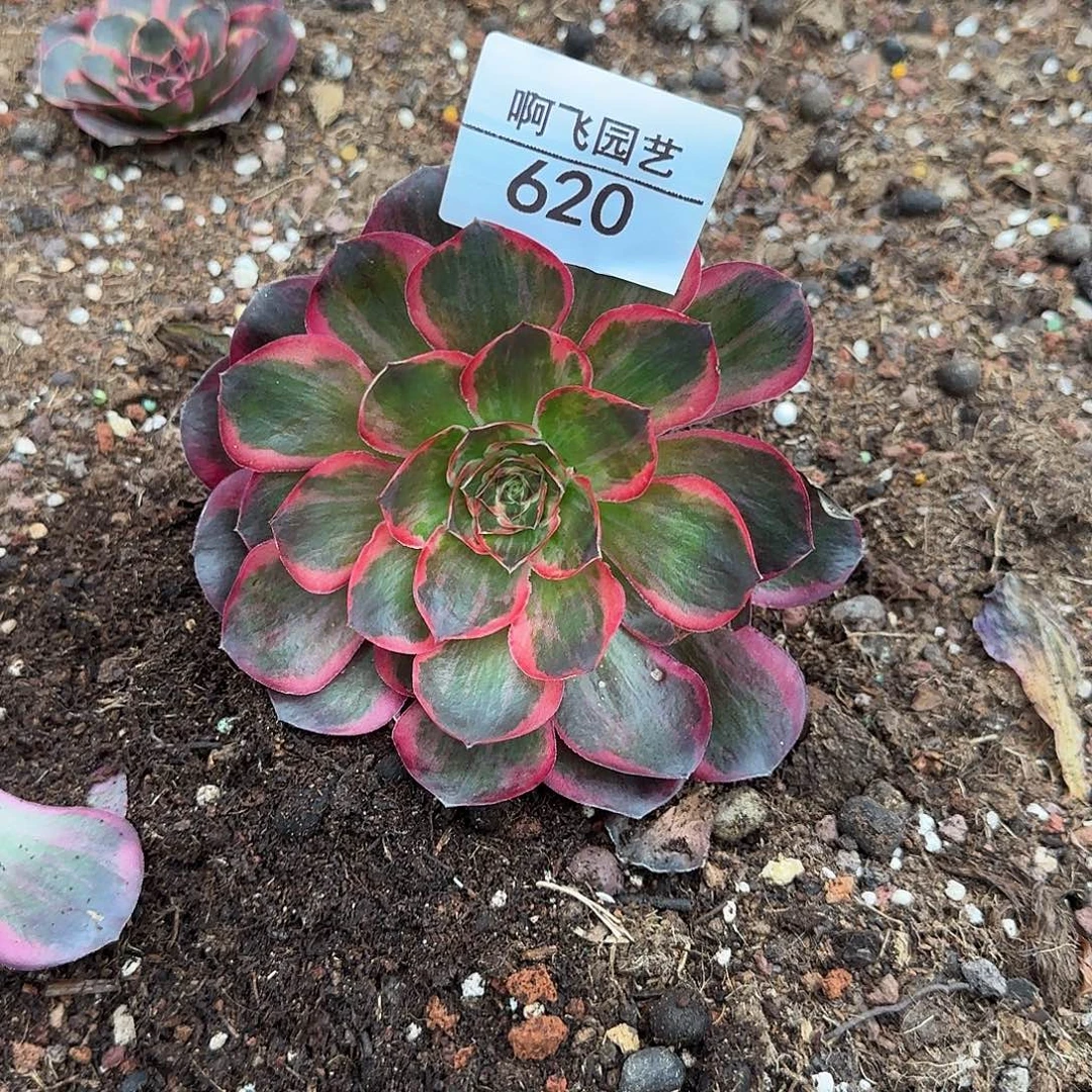 620多肉 魅金玫瑰锦