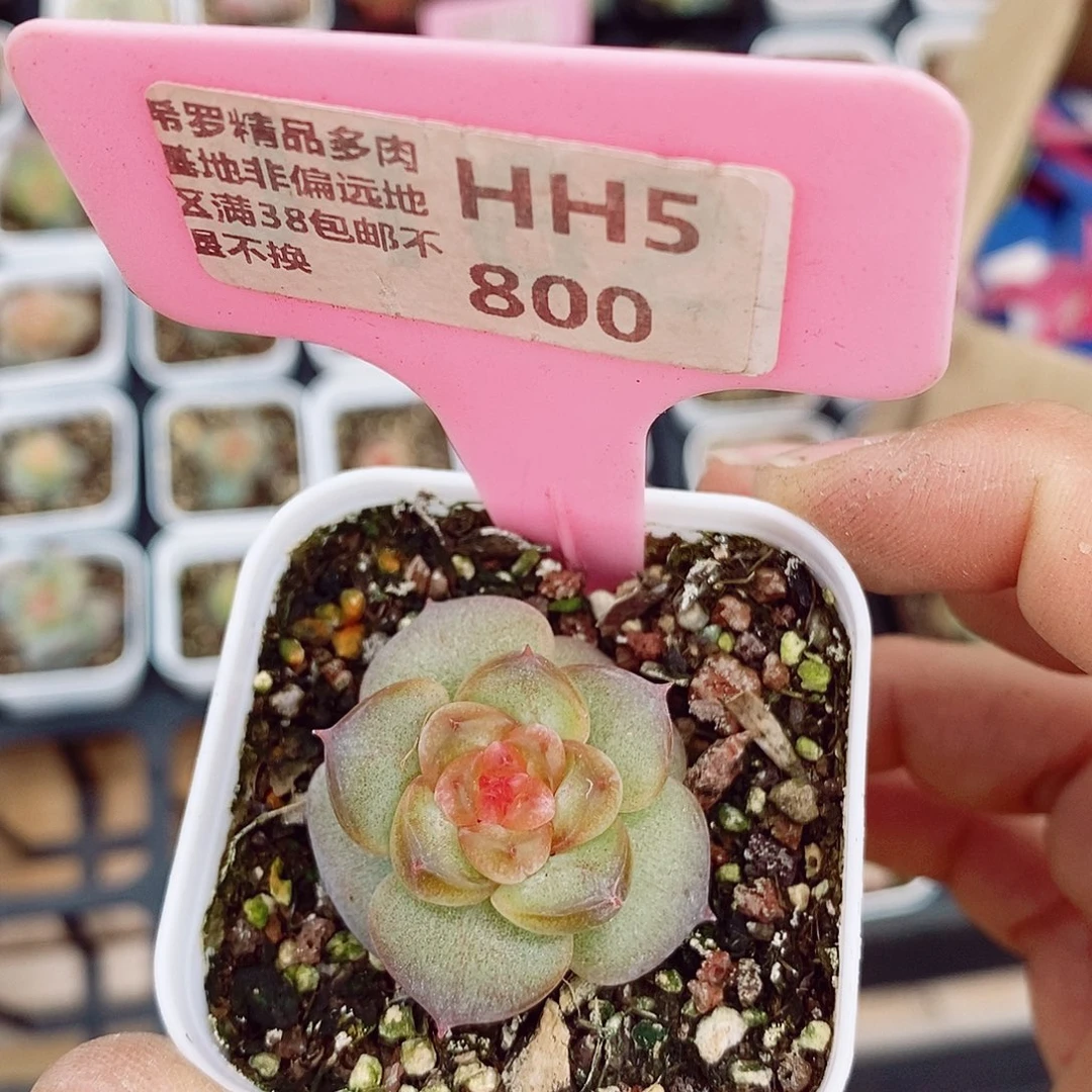 珍妮3cm多肉植物