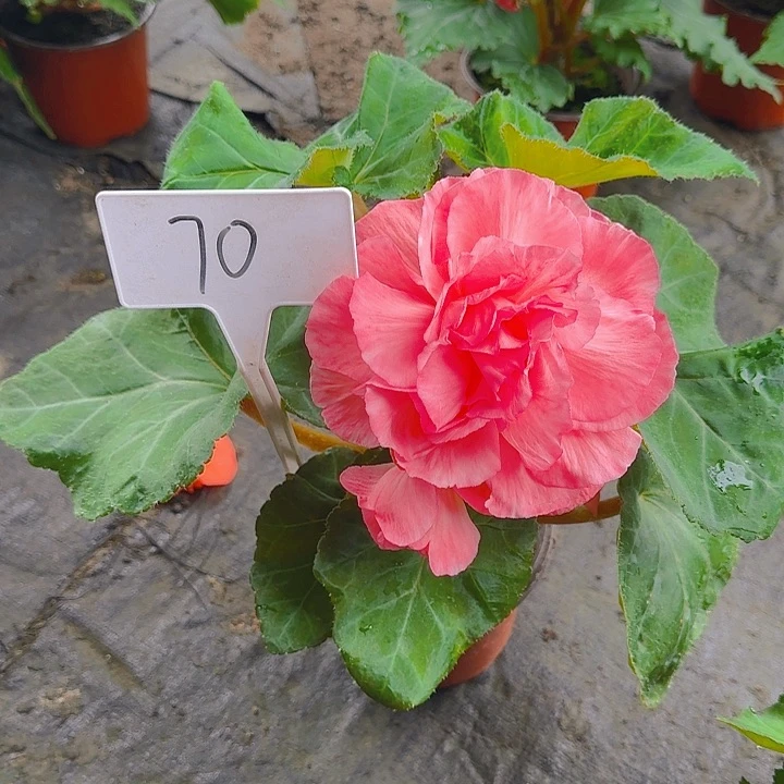 无花朵夫妻海棠种球系列70