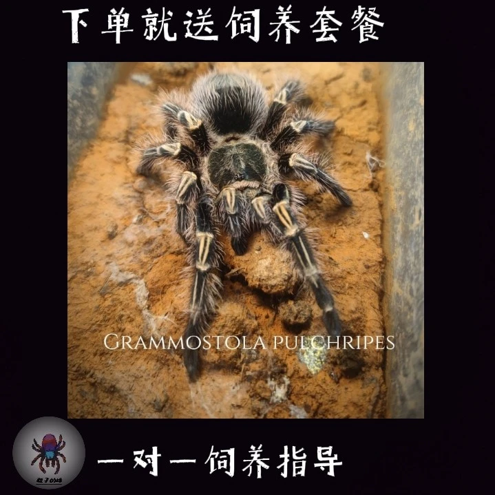 巴西巨人金直间 活体宠物 新手入门必选 颜值体型兼顾