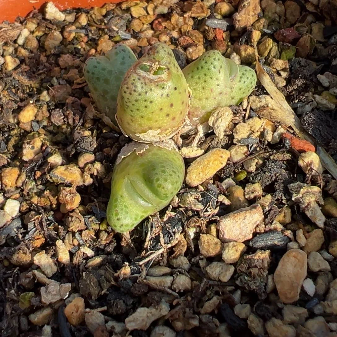 多肉植物111111111111