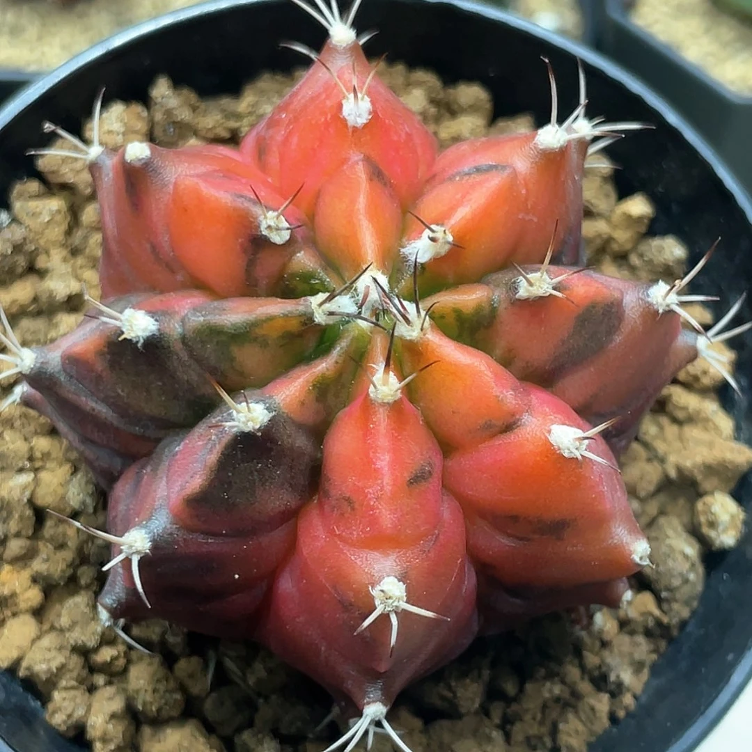 泰系实生根，乌贼B