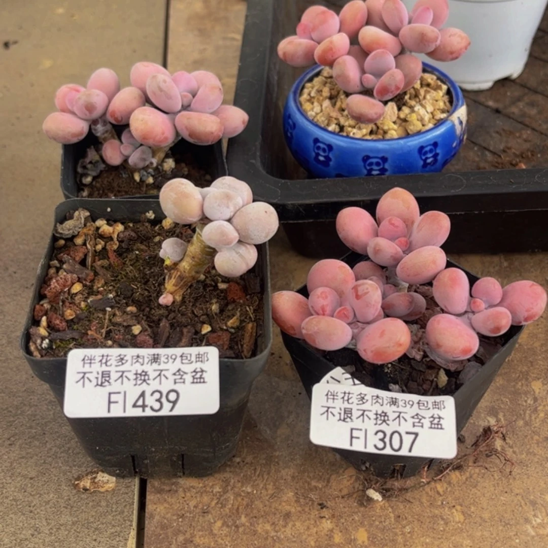 入***化439-307-多肉2-6cm共两颗