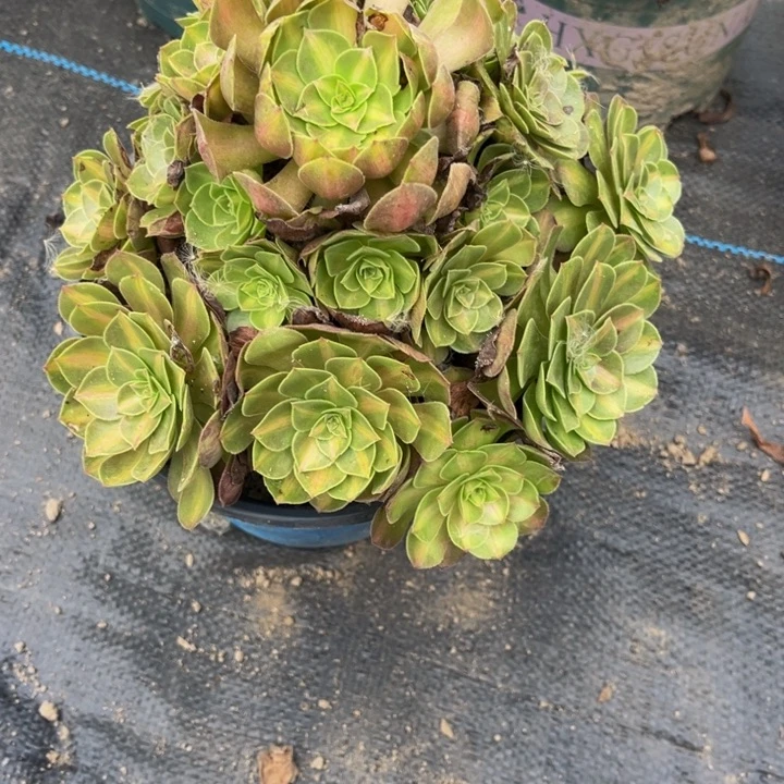 299倾城中班多肉植物法师