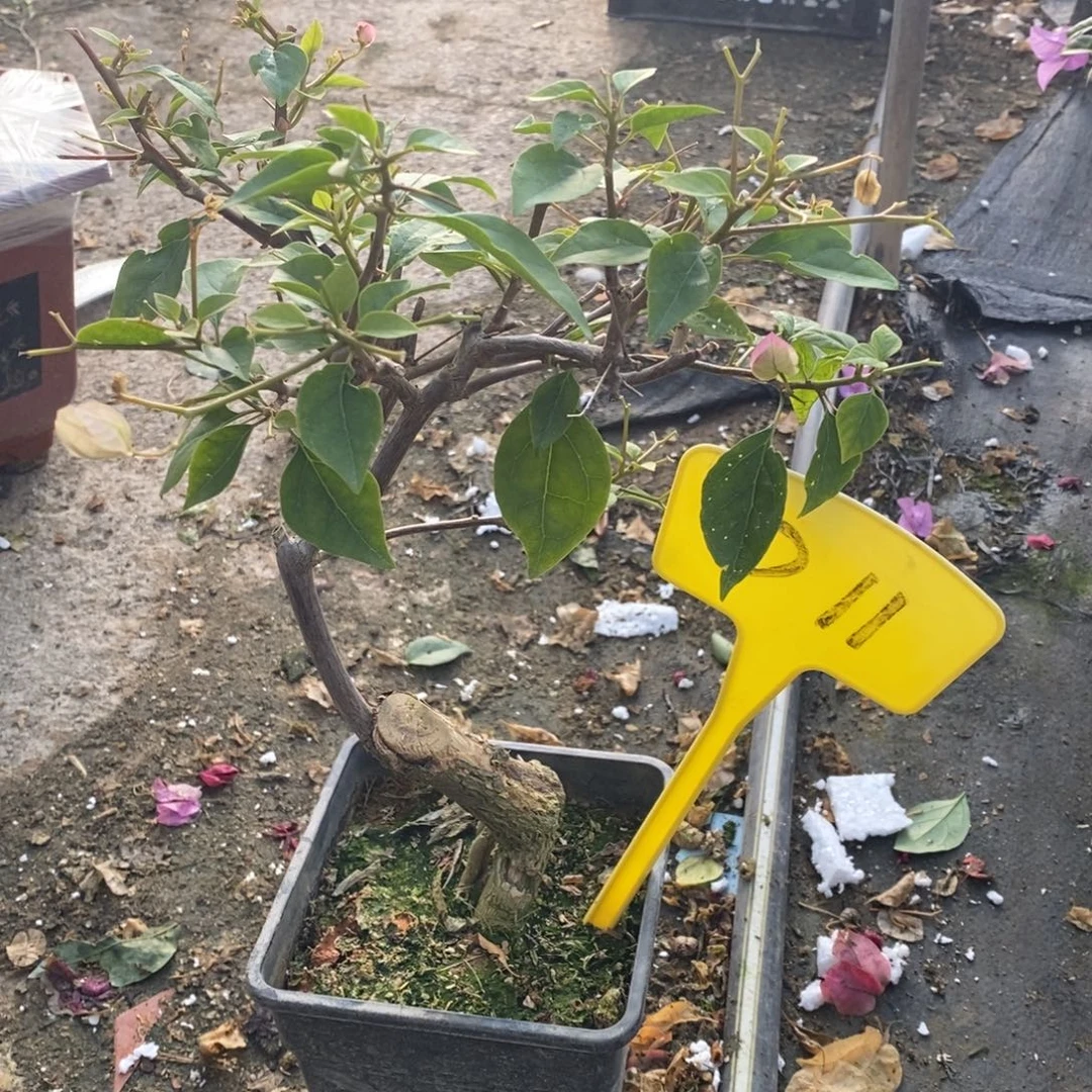 《***》无花朵三角梅口红D11