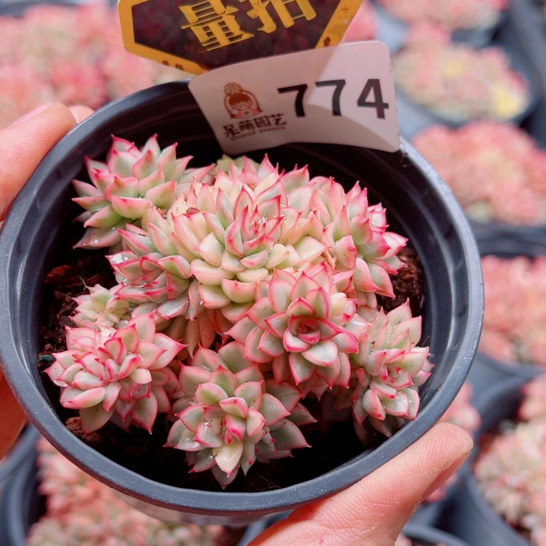 多肉植物多肉植物